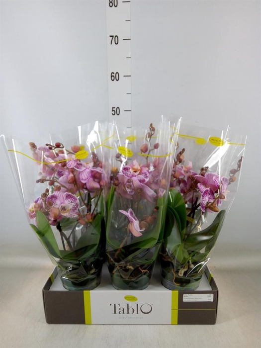 <h4>Phalaenopsis   ...rose</h4>