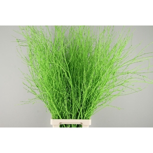 Betula Bs Paint Apple Green