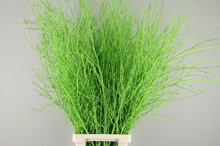 <h4>Betula Bs Paint Apple Green</h4>