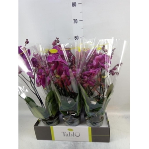 Phalaenopsis   ...lilac
