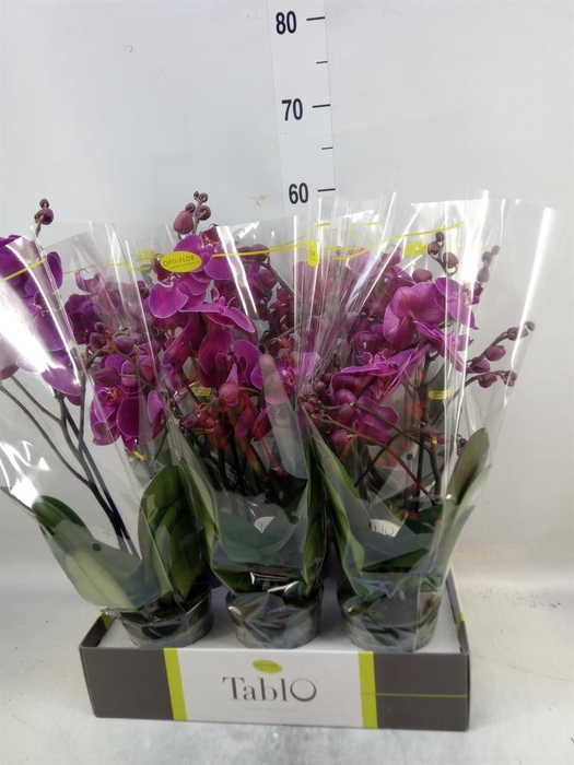 <h4>Phalaenopsis   ...lilac</h4>