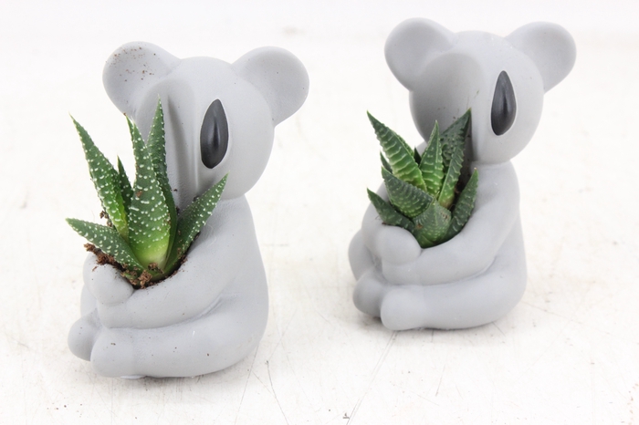 <h4>arr3 Demi - Ker. koala kl. x6</h4>