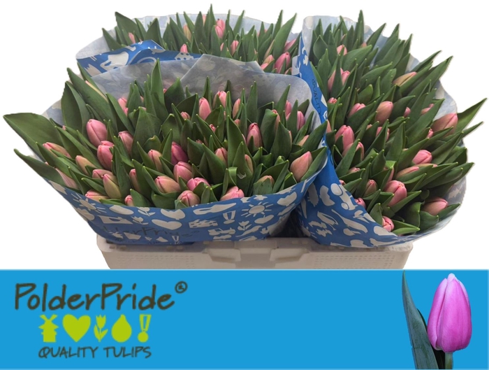 <h4>TU EN TRESOR</h4>