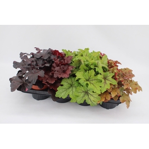 Heuchera Mixtray