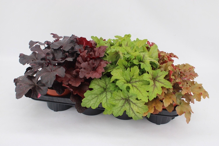 <h4>Heuchera Mixtray</h4>