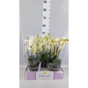 Phalaenopsis multi.   ...white
