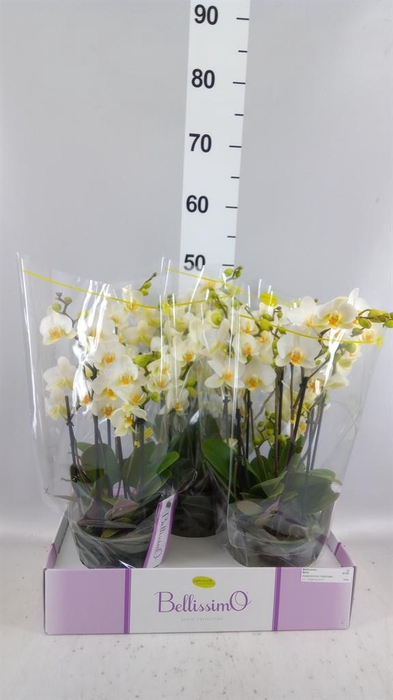 <h4>Phalaenopsis multi.   ...white</h4>