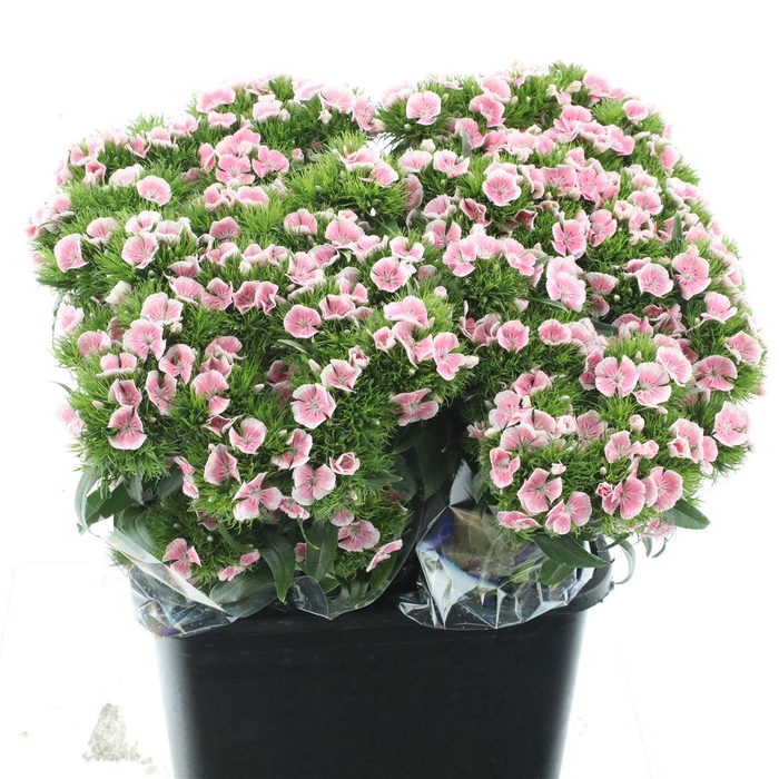 <h4>Di Barb Kiwi Violet</h4>