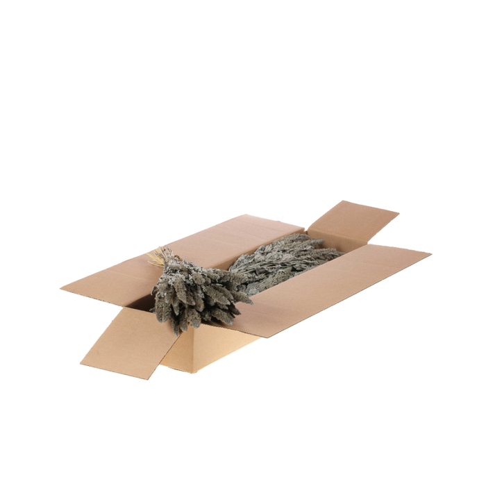<h4>Amaranthus Sb Grey Misty</h4>