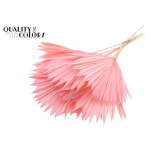 Sun Spear per stem Intense Light Pink