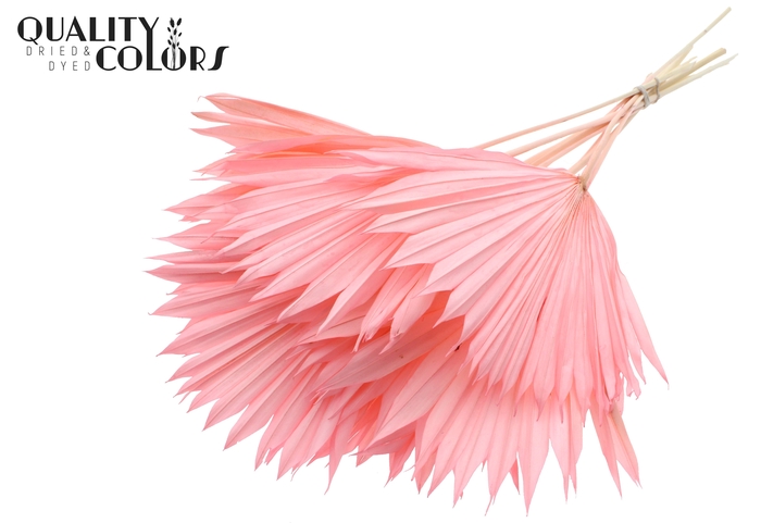 Sun Spear per stem Intense Light Pink