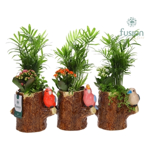 Keramiek boomstam planter met Aragement