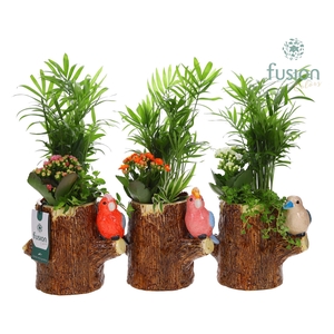 Keramiek boomstam planter met Aragement