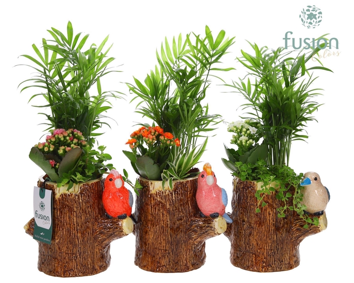 <h4>Keramiek boomstam planter met Aragement</h4>