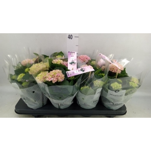 Hydrangea mac. 'Magical Revolution'