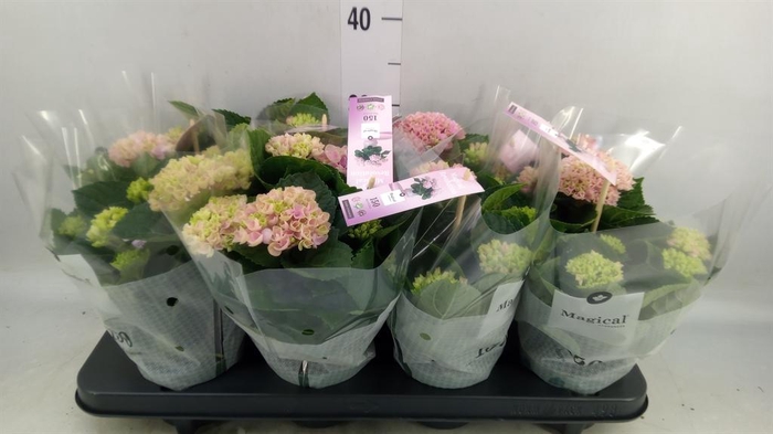<h4>Hydrangea mac. 'Magical Revolution'</h4>