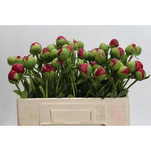 Paeonia Command Performance