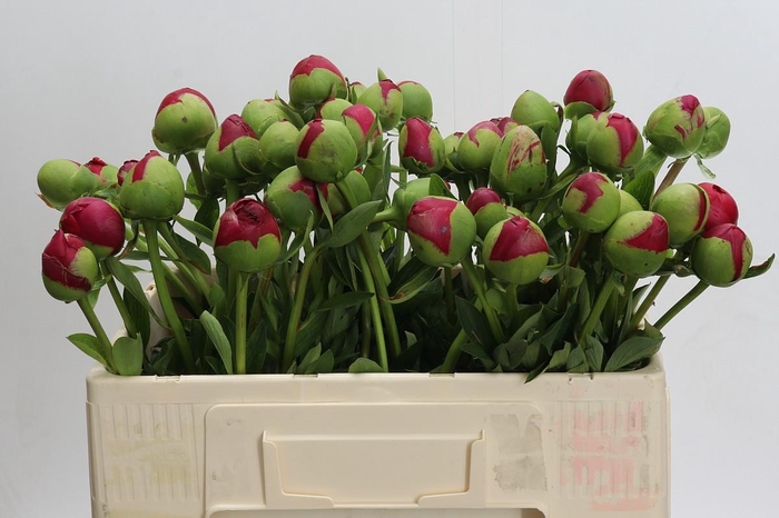 <h4>Paeonia Command Performance</h4>