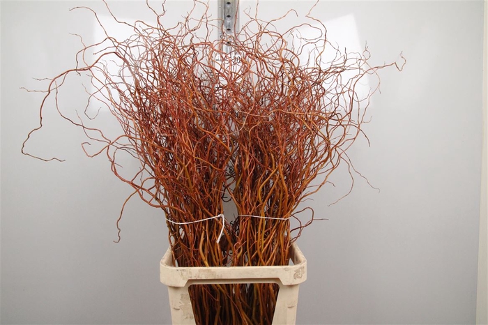 <h4>Salix Golden Curls</h4>