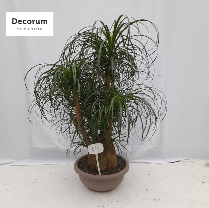 <h4>Beaucarnea vertakt op nummer 54</h4>