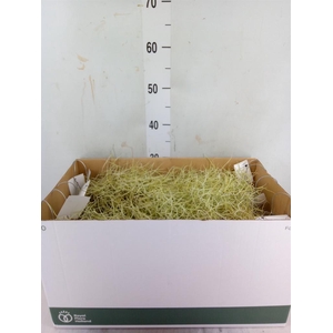 Tillandsia usneoides