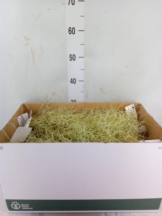 <h4>Tillandsia usneoides</h4>