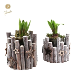 Arrangementen Hyacinthus H%