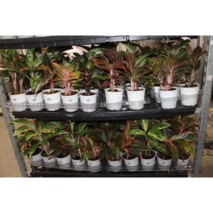 AGLAONEMA VARIADA P12