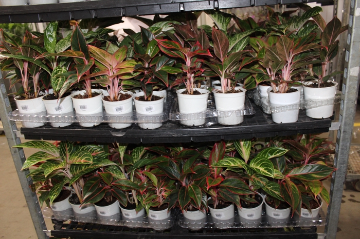 <h4>AGLAONEMA VARIADA P12</h4>