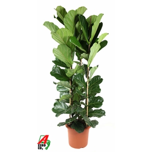 Ficus Lyrata 3PP