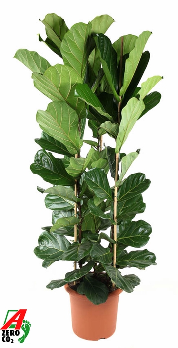 <h4>Ficus Lyrata 3PP</h4>