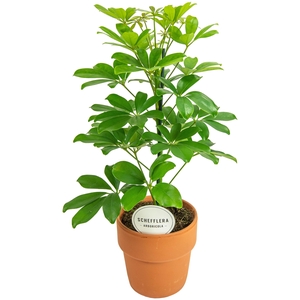 Schefflera Nora in Terracotta Oranje