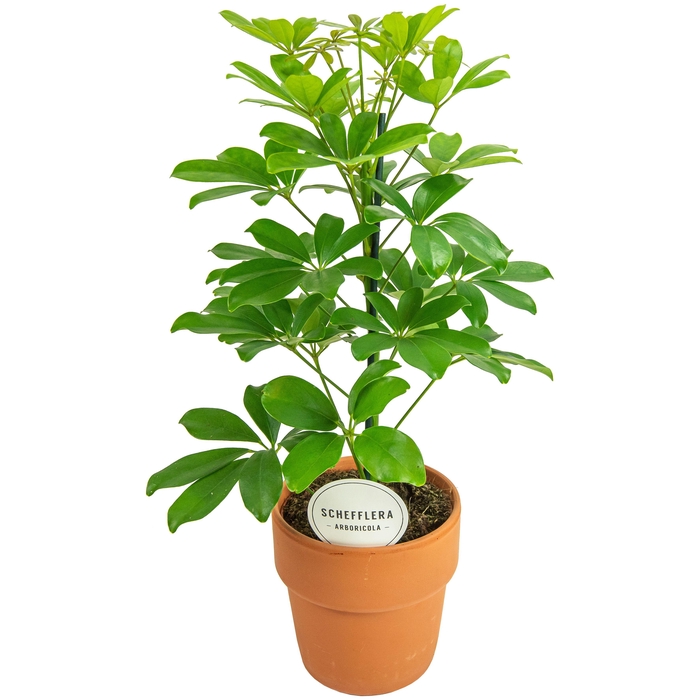 <h4>Schefflera Nora in Terracotta Oranje</h4>