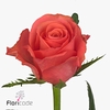 Rosa large pink tacazzi+