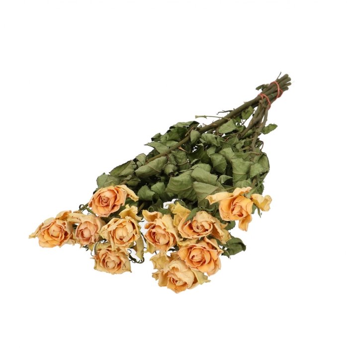 Dried flowers Rose 50cm x10