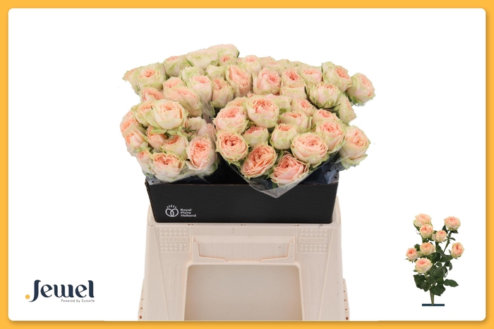 <h4>R TR HOLLY Water</h4>