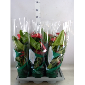 Anthurium andr. 'Nevada'