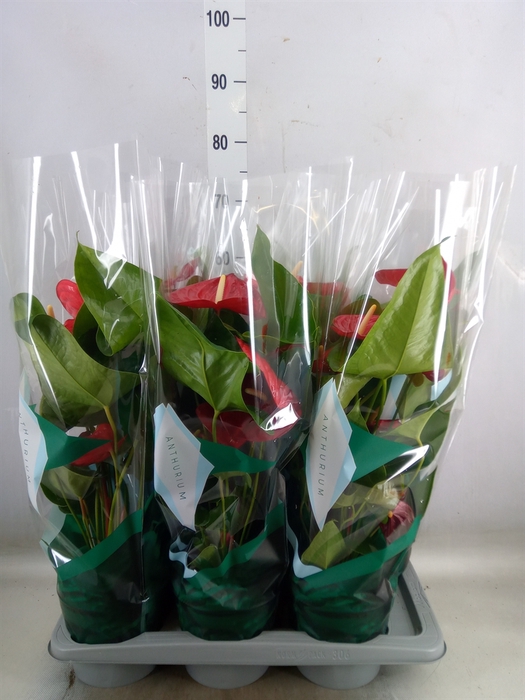 <h4>Anthurium andr. 'Nevada'</h4>