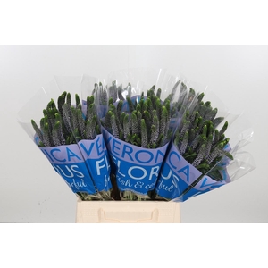 Veron Smart June Milka