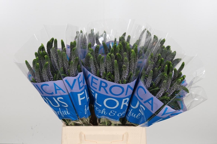 <h4>Veron Smart June Milka</h4>