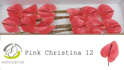 <h4>Anth A Pink Christina 13 cm X12 Spek Flowers</h4>
