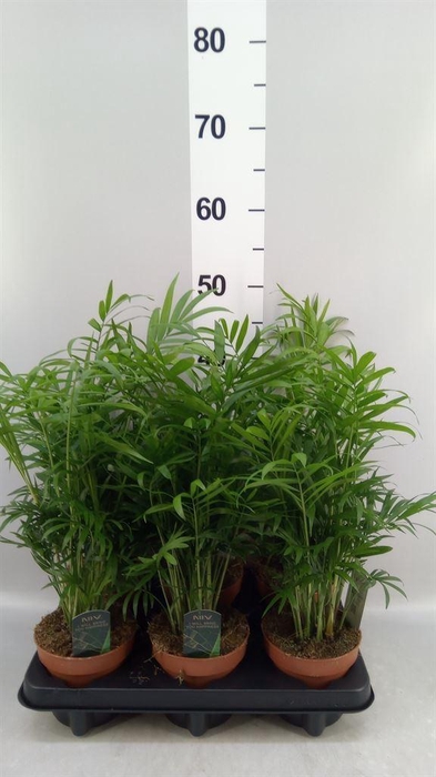 <h4>Chamaedorea elegans</h4>