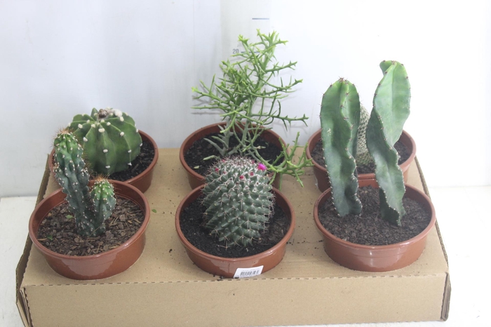 <h4>CACTUS VARIADO P15</h4>