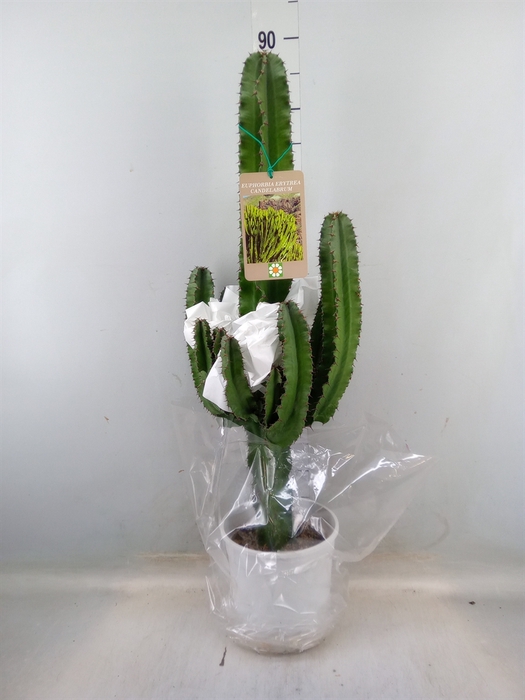 <h4>Euphorbia candelabrum</h4>