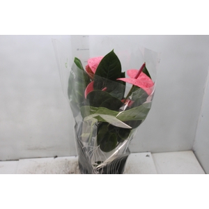 ANTHURIUM KING PINK P17