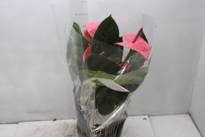 <h4>ANTHURIUM KING PINK P17</h4>