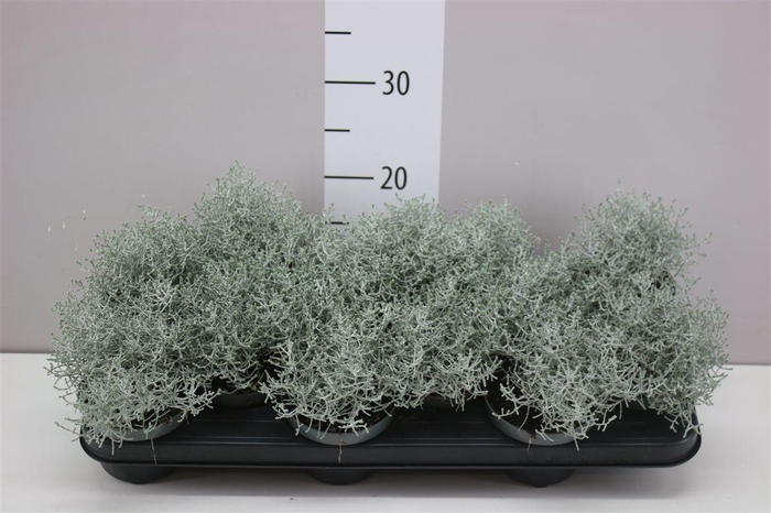 <h4>Calocephalus</h4>