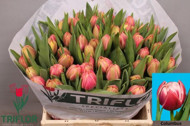 <h4>TU DU COLUMBUS</h4>