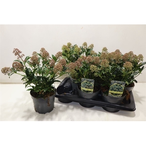 arr8 Skim Ja Godrie Dwarf