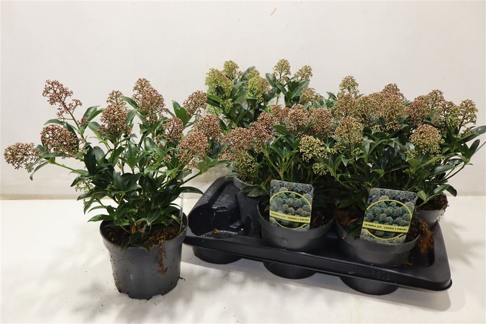 <h4>arr8 Skim Ja Godrie Dwarf</h4>